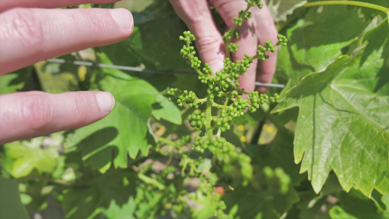 The vineyard development