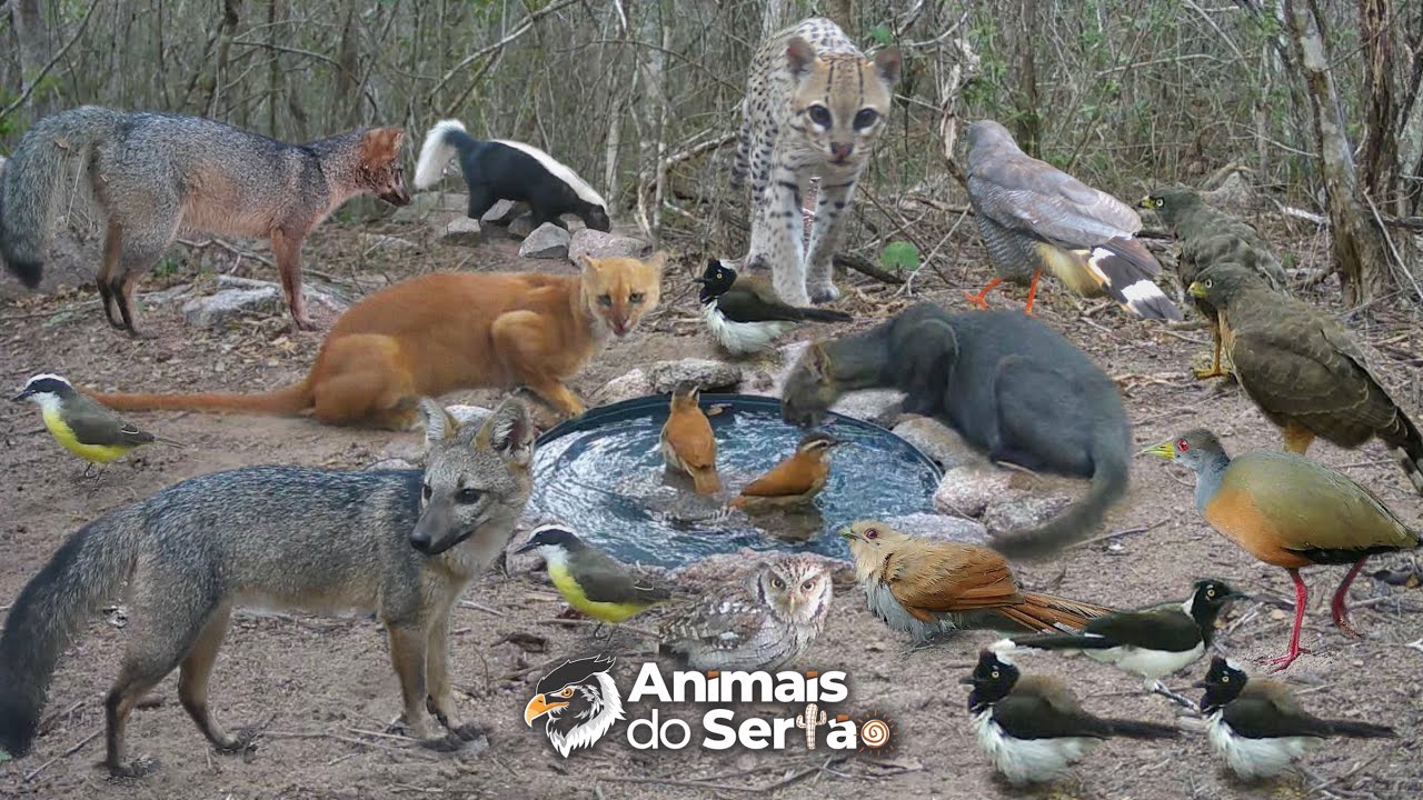 COLOQUEI &Aacute;GUA NA CAATINGA PARA AJUDAR OS ANIMAIS SILVESTRES