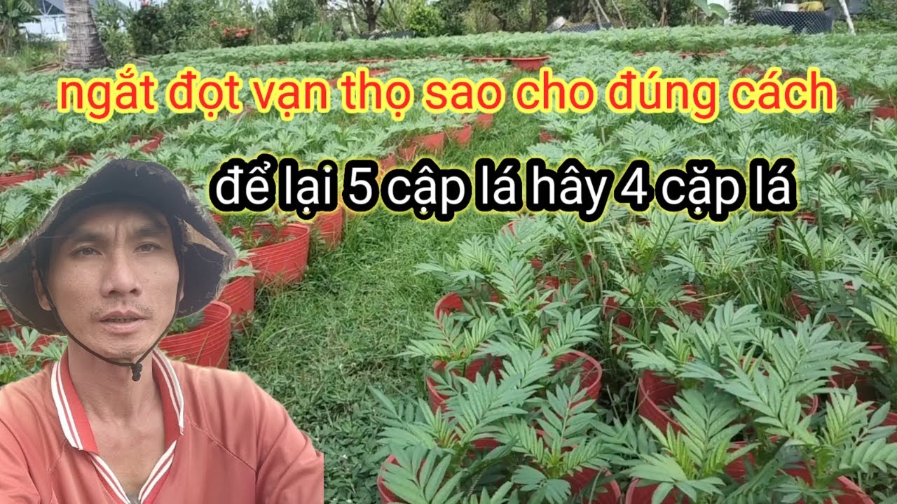 ngắt đọt vạn Thọ  chừa 4 cặp lá hay 5 cặp lá là phù hợp