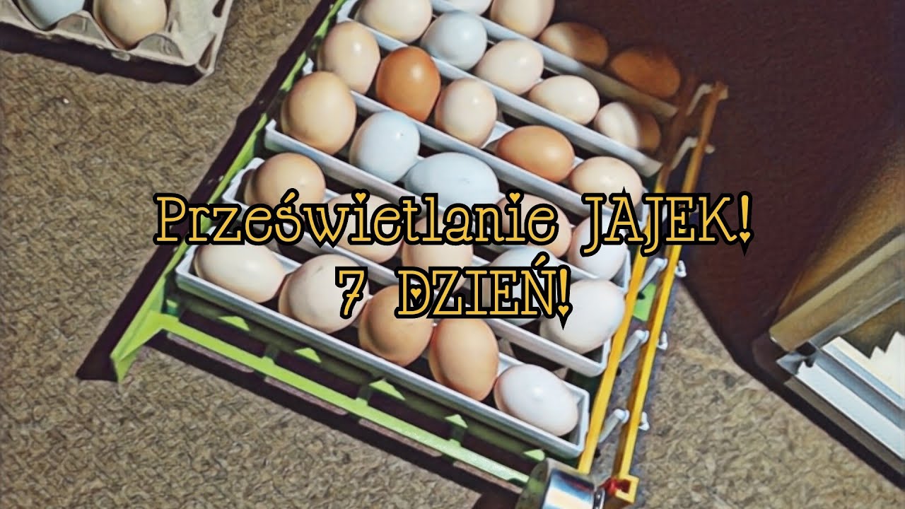 Inkubacja BIOEGGS! 🥚| 7 DZIEŃ - prześwietlanie! 💡🔦