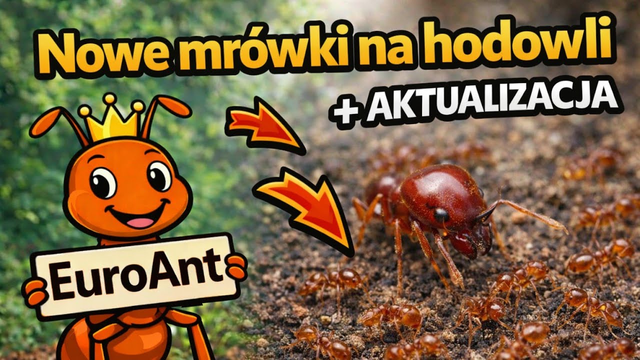 NOWE mrówki! Pheidole Indica! + aktualizacja Messor barbarus | Hodowla mrówek