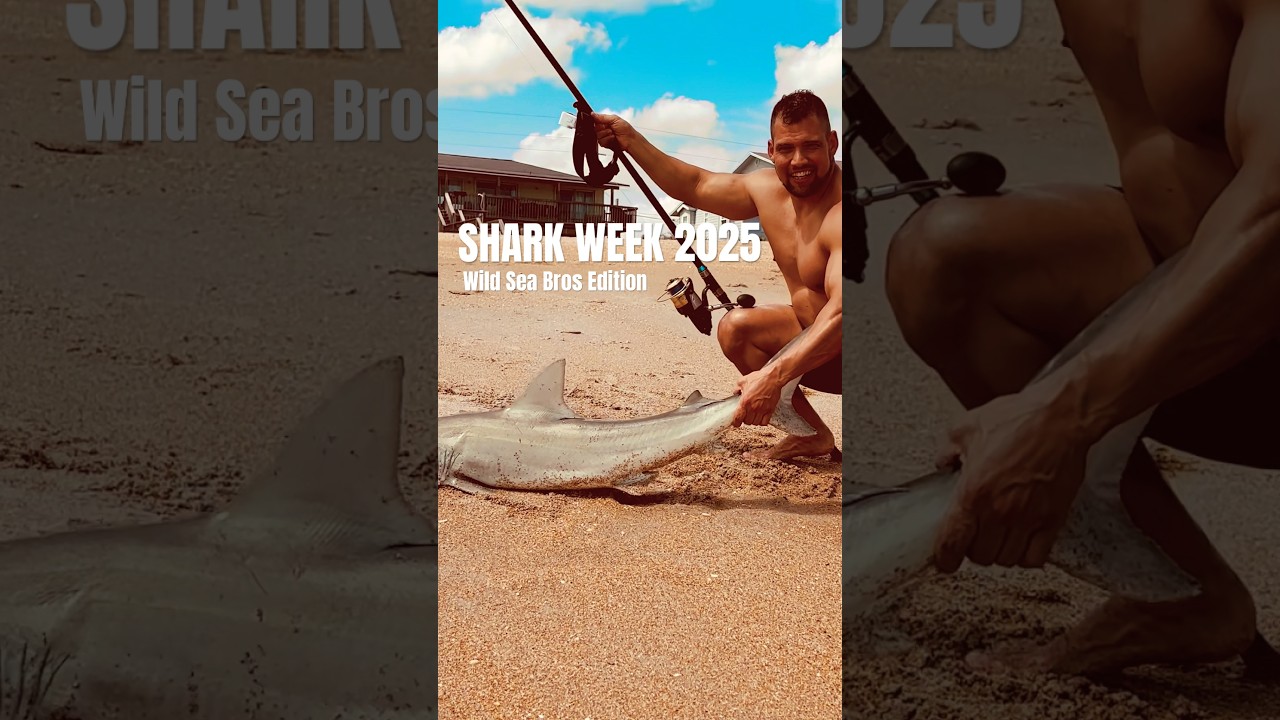 A couple quick clips from our past adventures #fishing #sharkweek #shark #surfishing