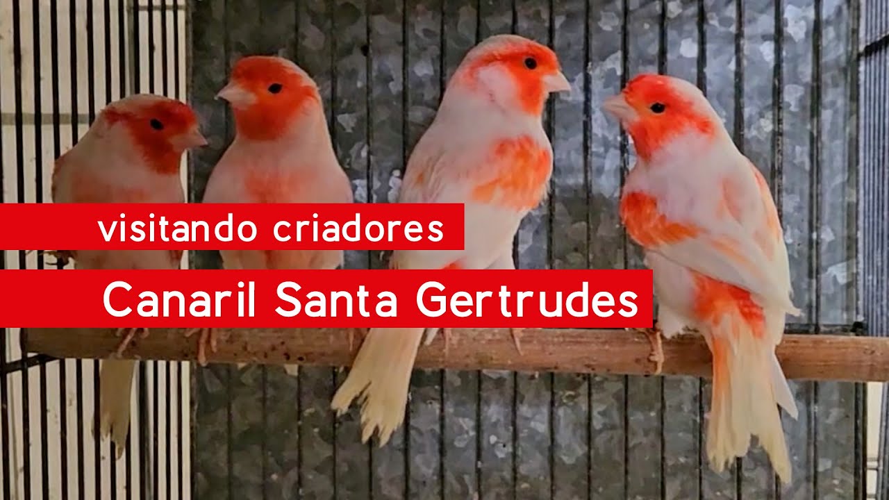 Visitando Criadores - Canaril Santa Gertrudes - Ágata Vermelho Mosaico, Verde Intenso & Cobre.