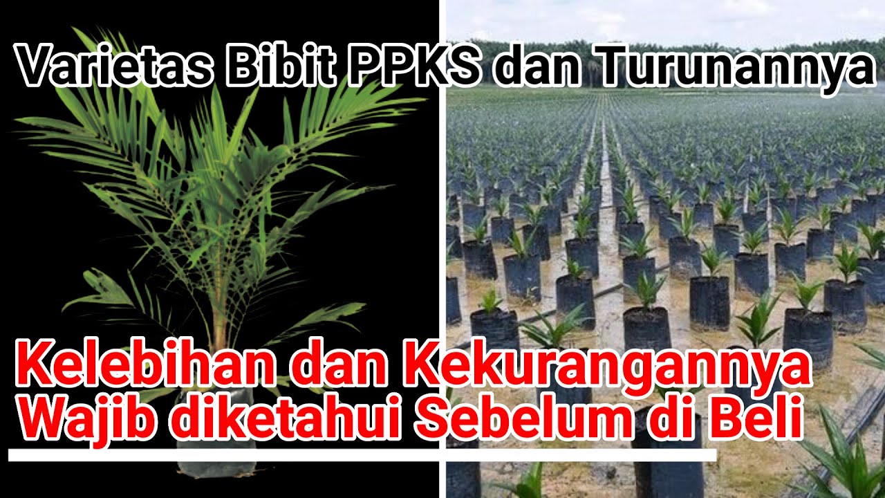 Mengenal Varietas Unggul Bibit Sawit PPKS, Kelebihan masing2 Varietas, jumlah produksi, Berat tandan
