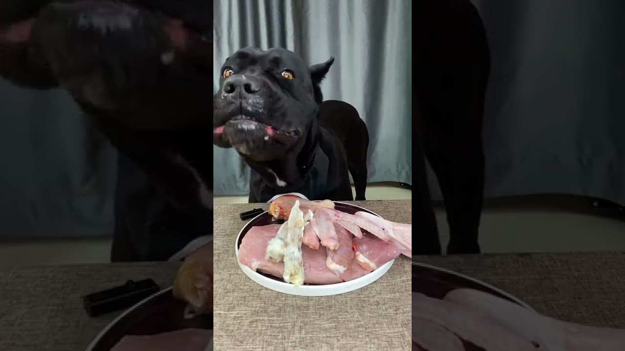 #dog