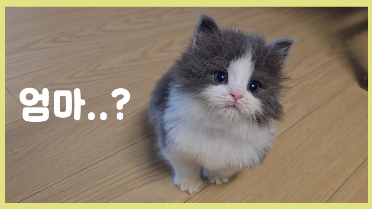 어미에게 버림받은 새끼고양이 모찌 이야기 [The story of a kitten abandoned by mother]