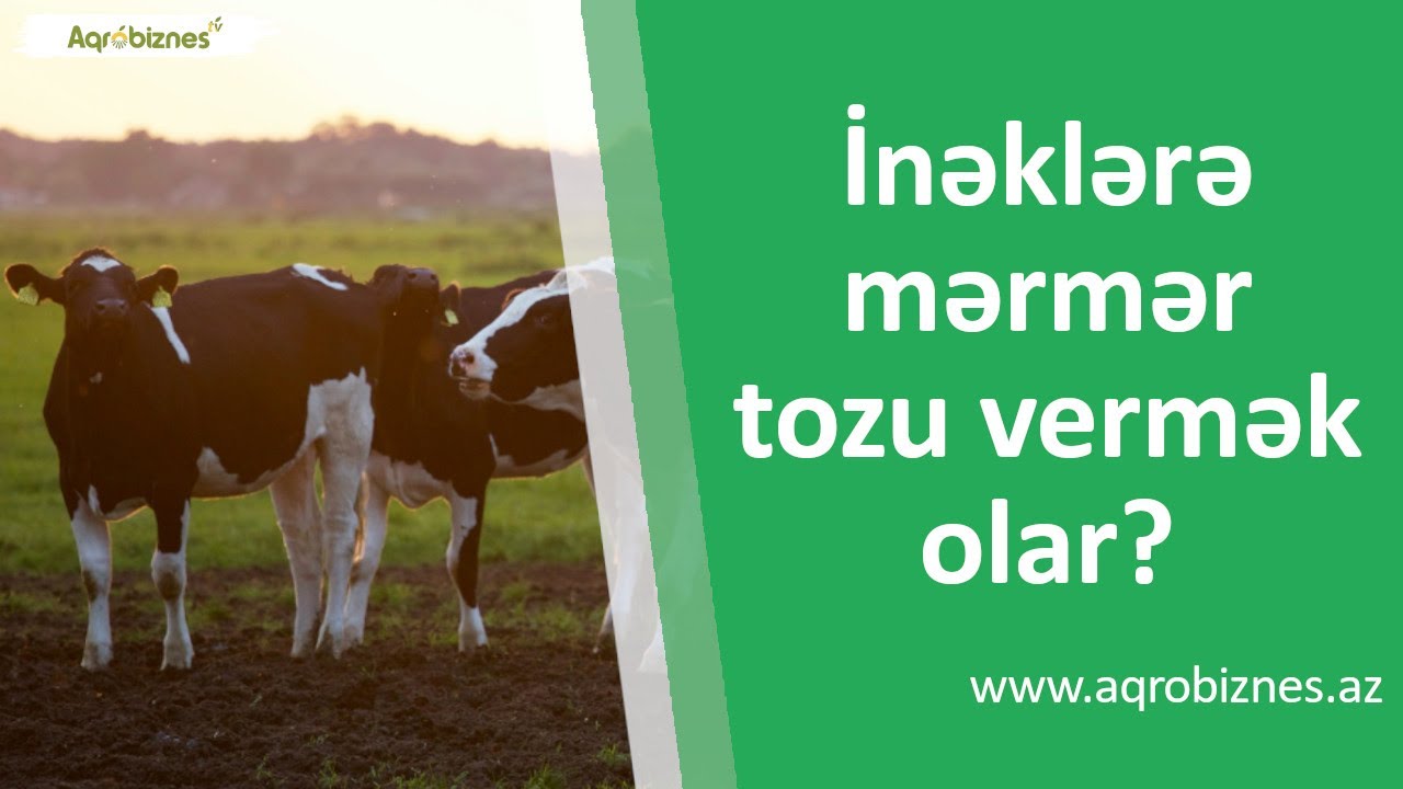 İnəklərə mərmər və şəkər tozu vermək olar?