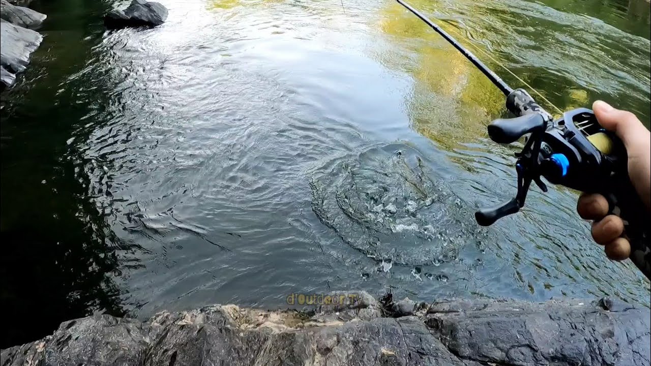 Hampala besar Muara Hemat #d'OutdoorTv #OutdoorTv #fishing