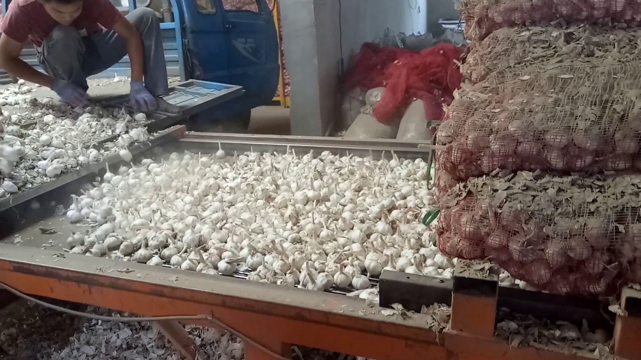 How to separate garlic according to its size? - Carolyn Lee