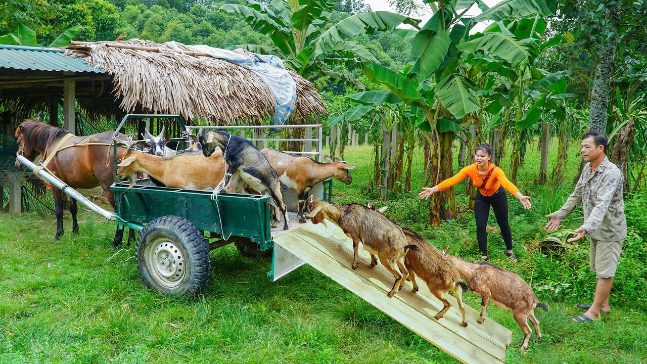 Buy Many Goat From Farmer Man - Use Horse Drawn Cart Transport Many Goats Goes To Sell
