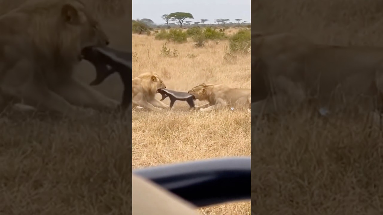 2 lions and One honey badger. The odds were zero.🦁🌊🦨 #lion #honeybader #wildlife #viral