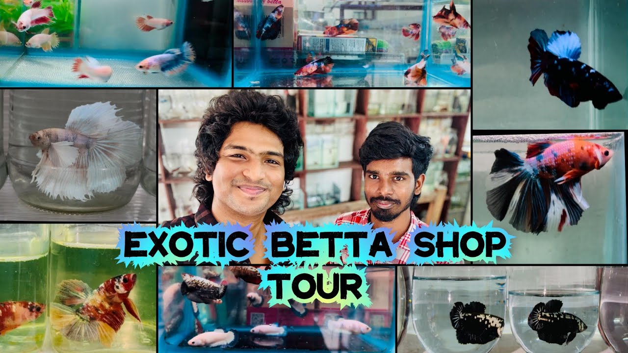 3000+ Bettas in one place | kutty pasanga betta shop tour | தமிழ்