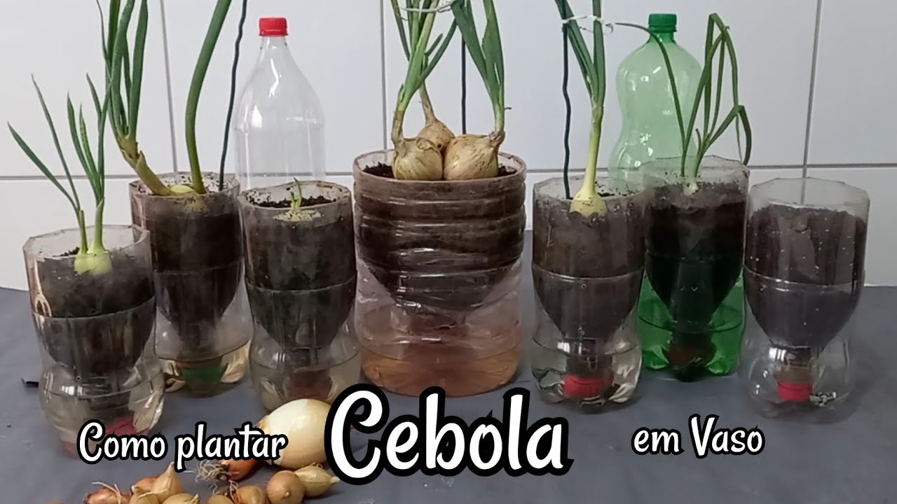 Como Plantar Cebola - Vaso Auto Irrigável feito com Garrafa Pet   passo a passo