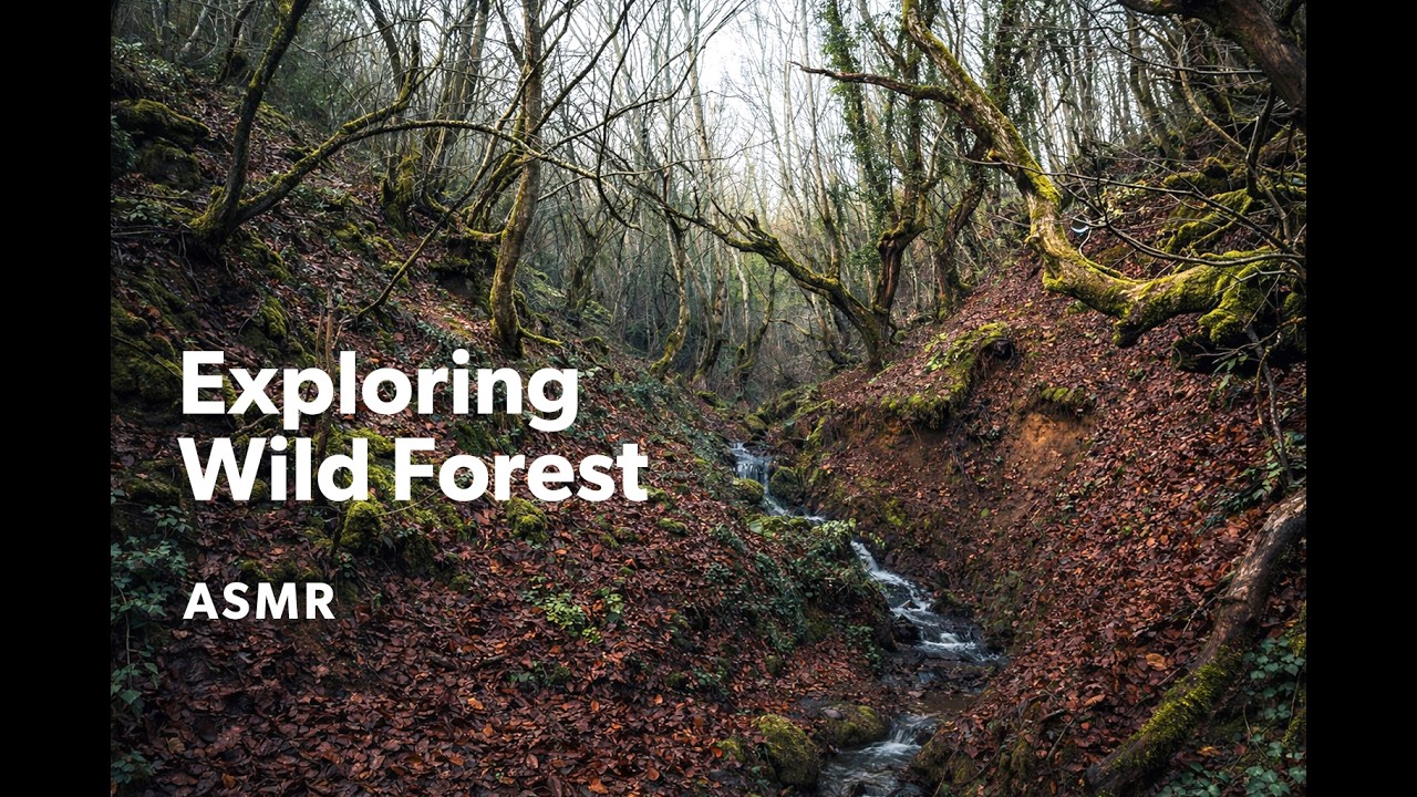 Exploring Wild Forest - ASMR - Relaxing