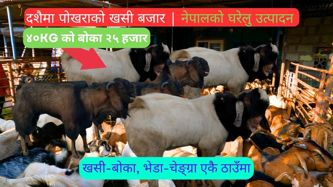 Pokhara Goat Market in Dashain | Nepalese Domestic Products | Chengra _Goat Market in Pokhara | M...