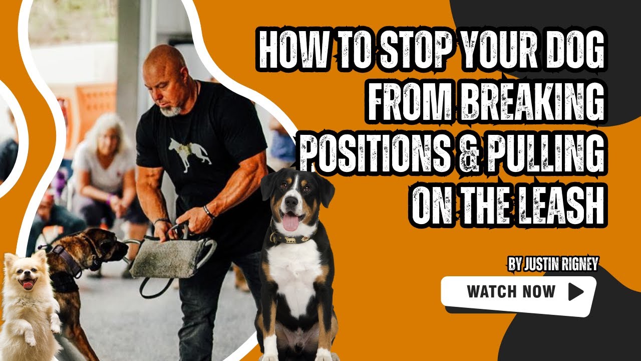 How to Stop Your Dog from Breaking Positions and Pulling on the Leash | Training Tips