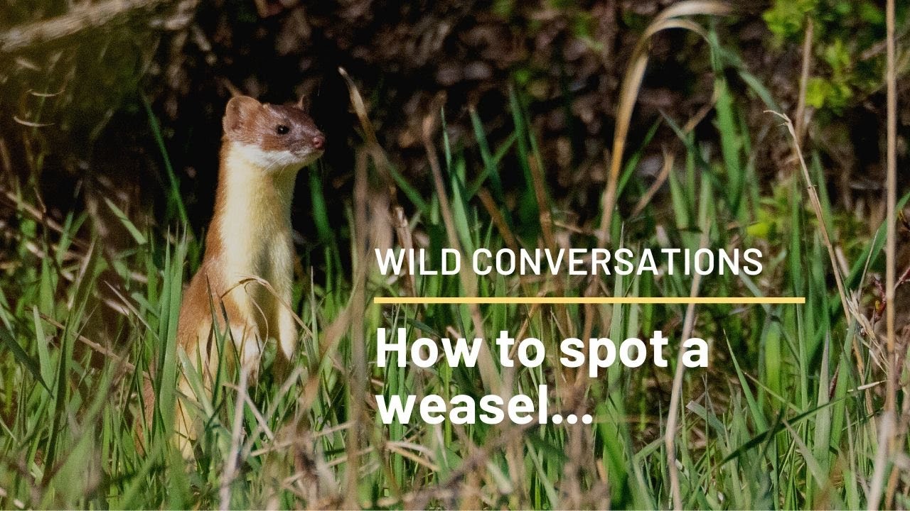 How to Spot a Weasel...Wild Conversations Ep 10