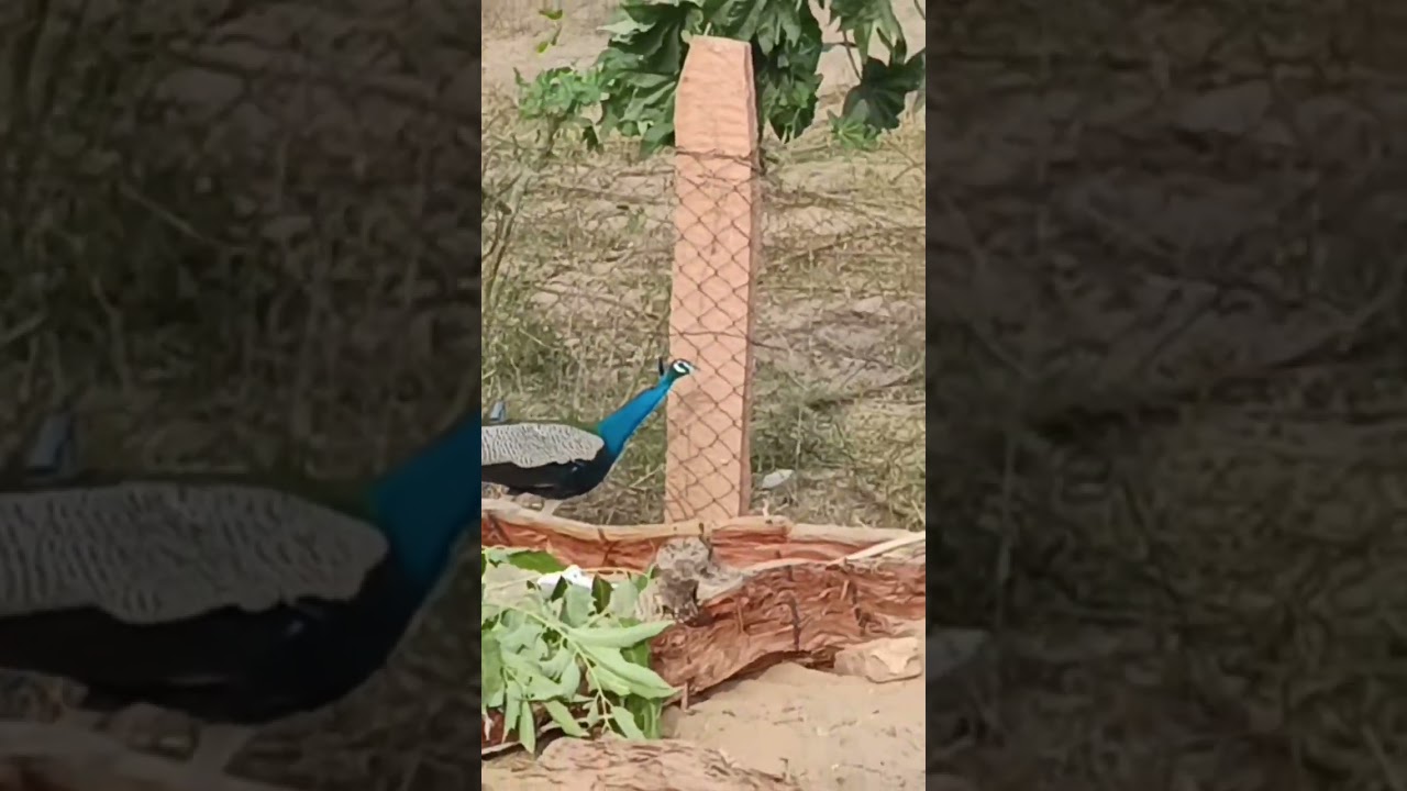 #peacock