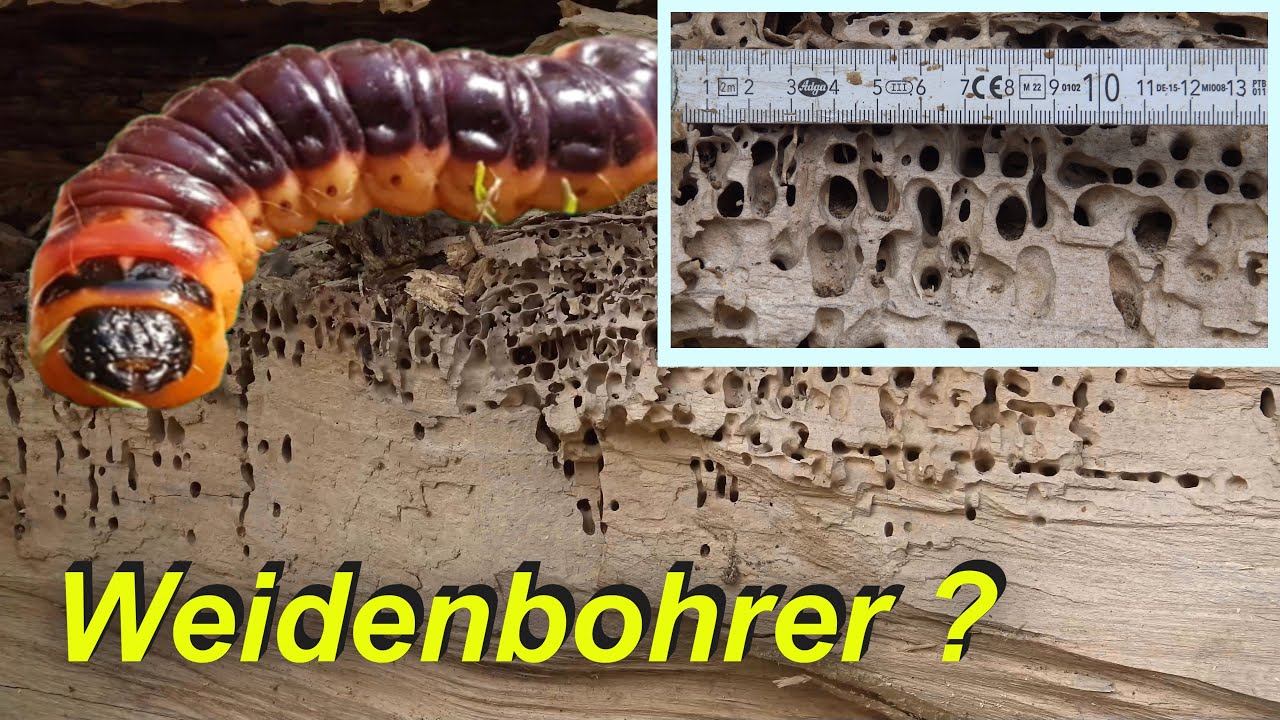 Weidenbohrer im Stamm einer amerikanischen Weide
