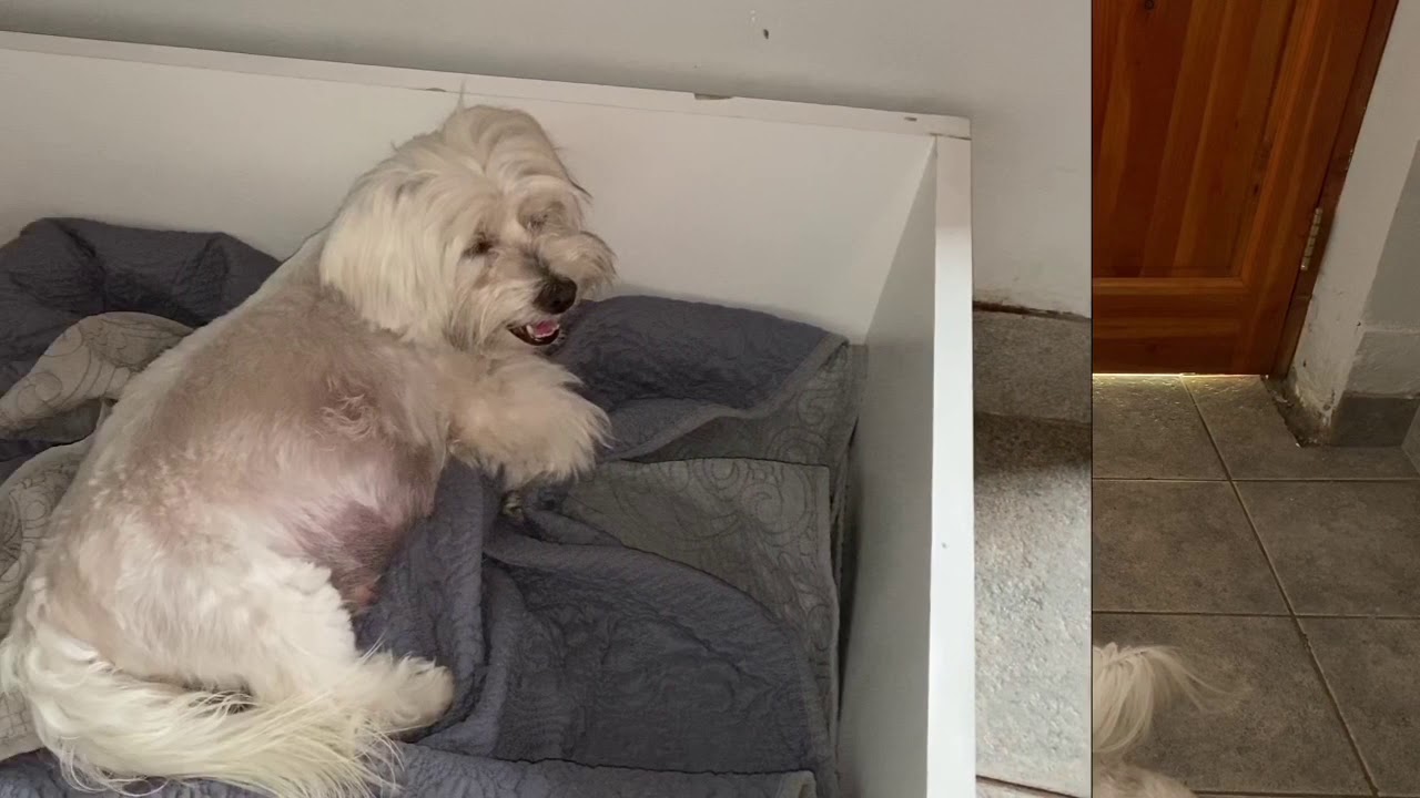 Cómo saber que tu perrita va a parir