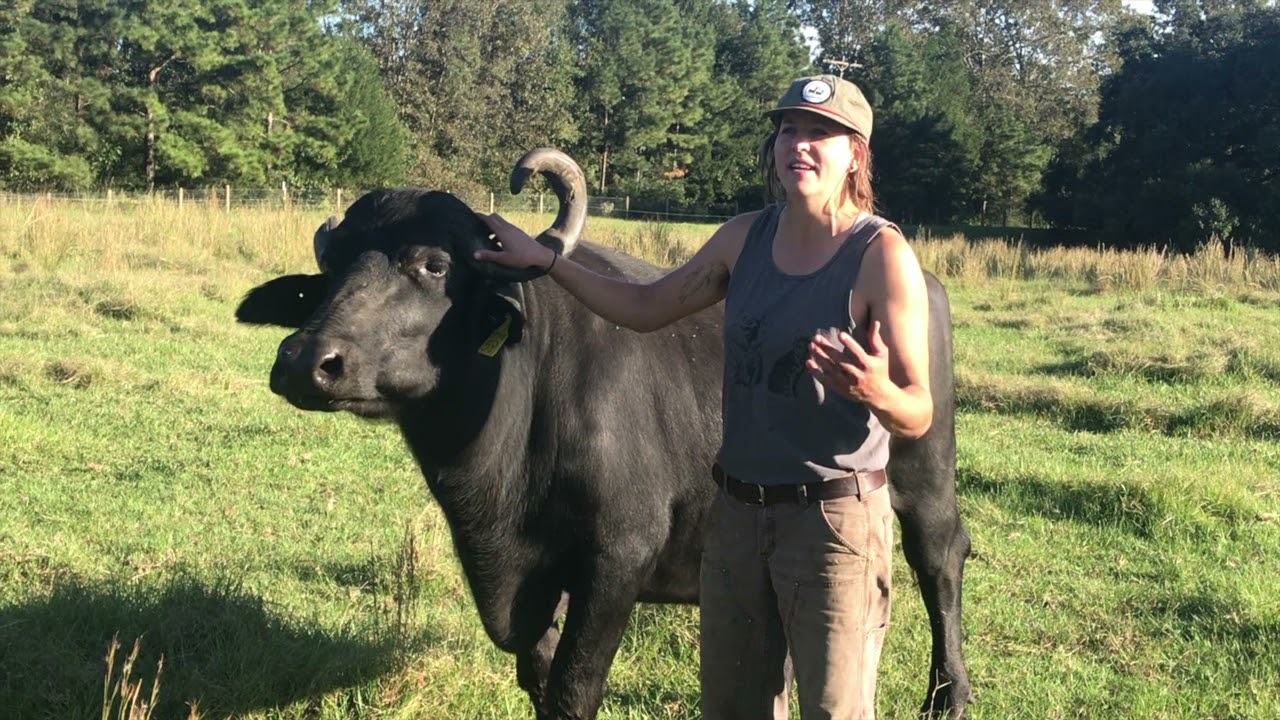 Louisiana's first water buffalo dairy farm
