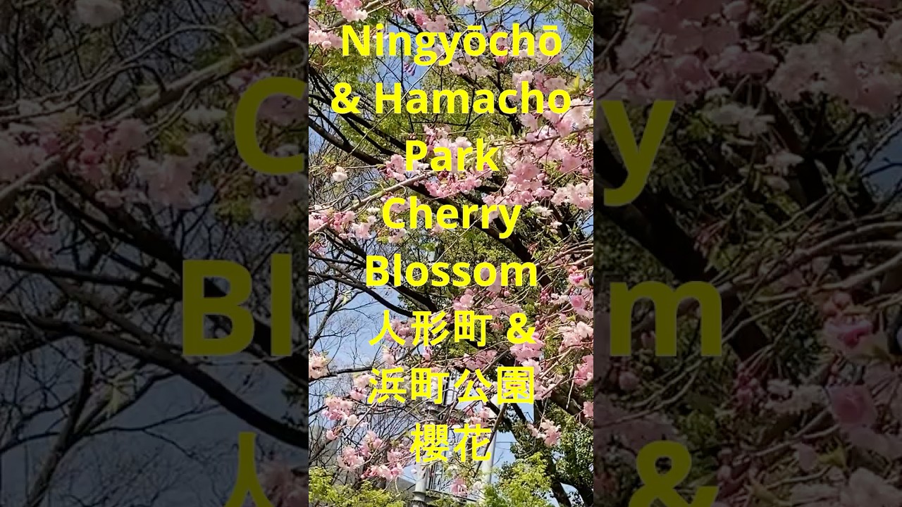 [Tokyo Tour 2025] 日本橋人形町老街甘酒横丁浜町公園櫻花Nihonbashi Ningyōchō Amazake Yokocho Hamacho Park Sakura Shorts