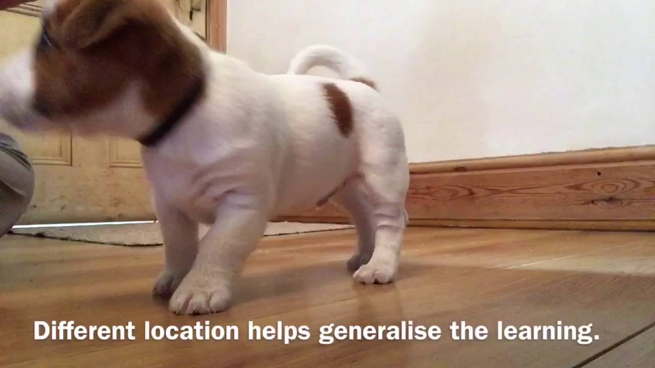 Jellybean Puppy Training Sit & Down