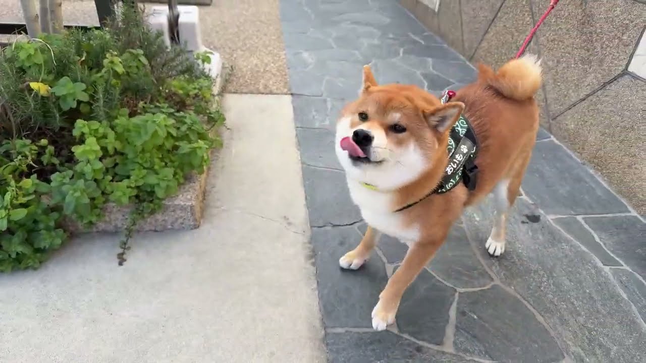あけましておめでとうございます！