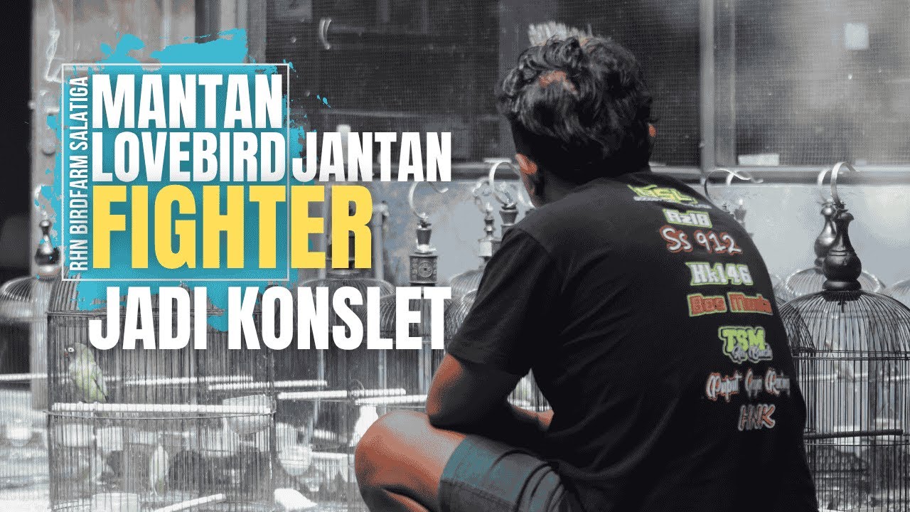 Walet JR lovebird jantan FIGHTER jadi KONSLET I RHN PH SF BENGKAYANG
