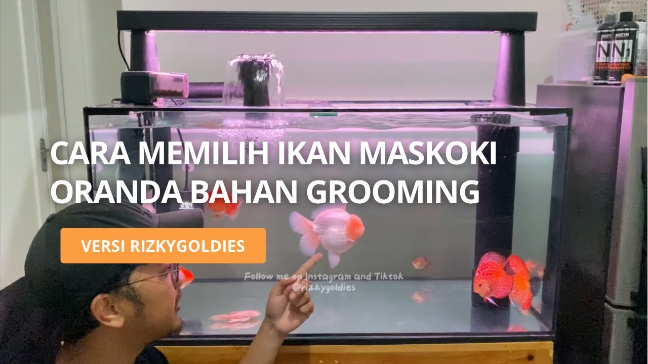 Cara Memilih Ikan Mas koki Oranda Bahan Grooming Versi Rizkygoldies