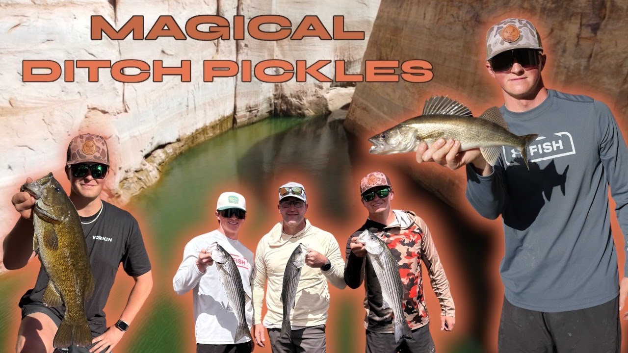 MAGICAL DITCH PICKLES