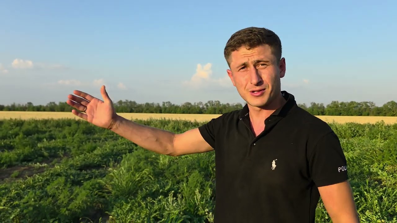 Арбуз 🍉 сорт Бонта. Егорлыкский Район Ростовский Обл