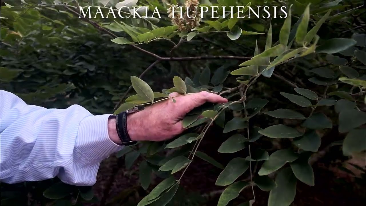Maackia species at Caerhays