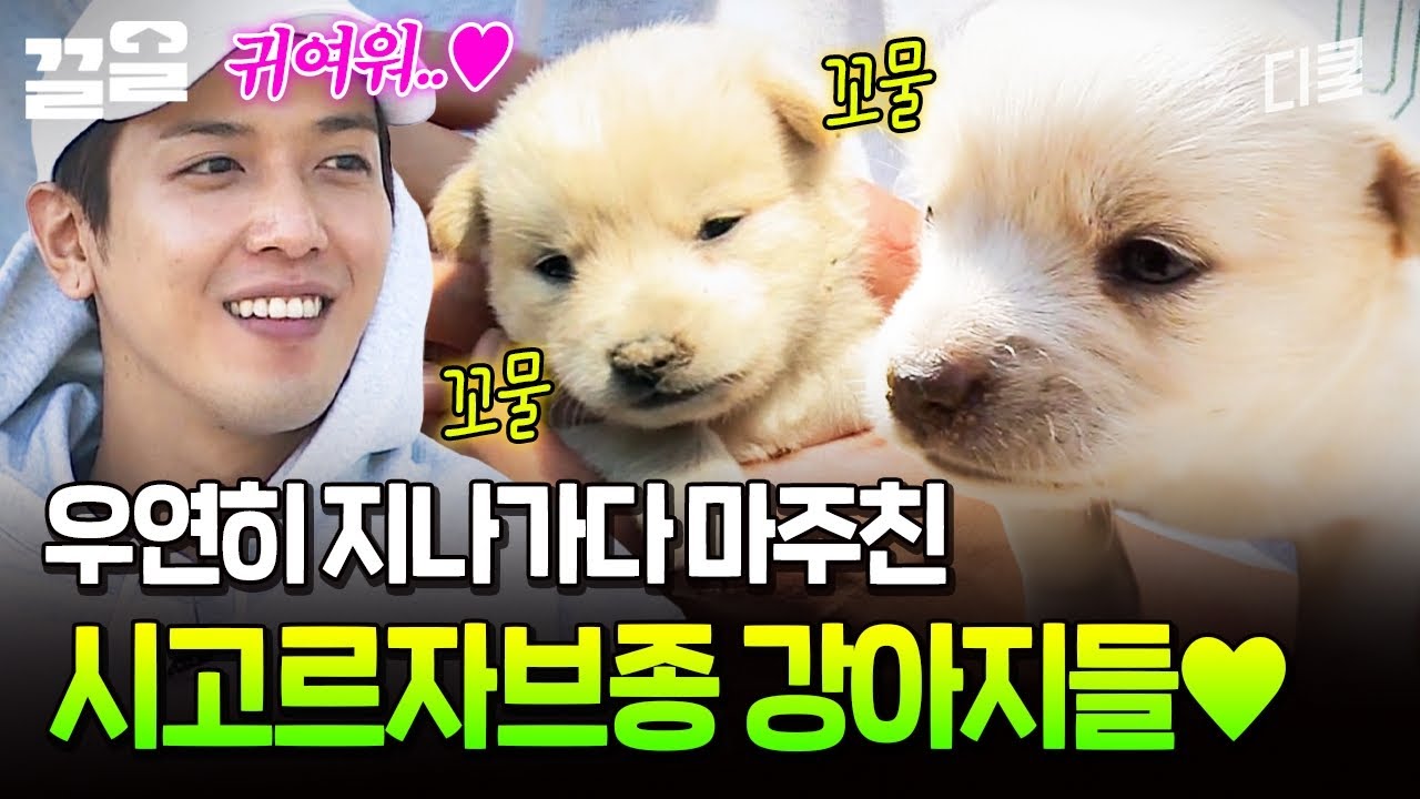 이건 못 참지&hellip;🥹 지나가다 만난 시고르자브종 강아지들 귀여움에 발목 잡힌 정용화🐶ㅋㅋ | 섬총사