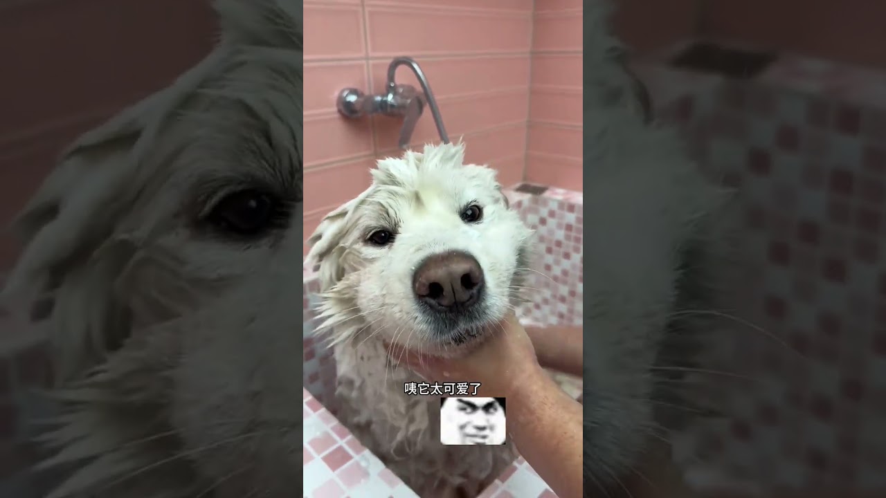 Samoyed's Return to Village Life - Heartwarming Transformation! Samoyed Village PetLove Do