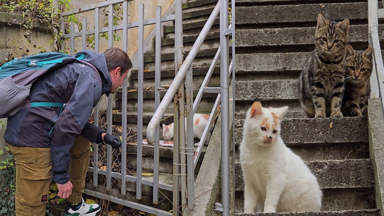 One Kitten Asked Me for Help 🐱 Now I Feed His Big Family Every Day