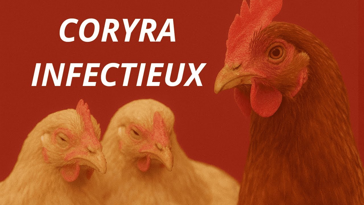 Partie 2: Comment reconnaître et soigner le Coryza infectieux