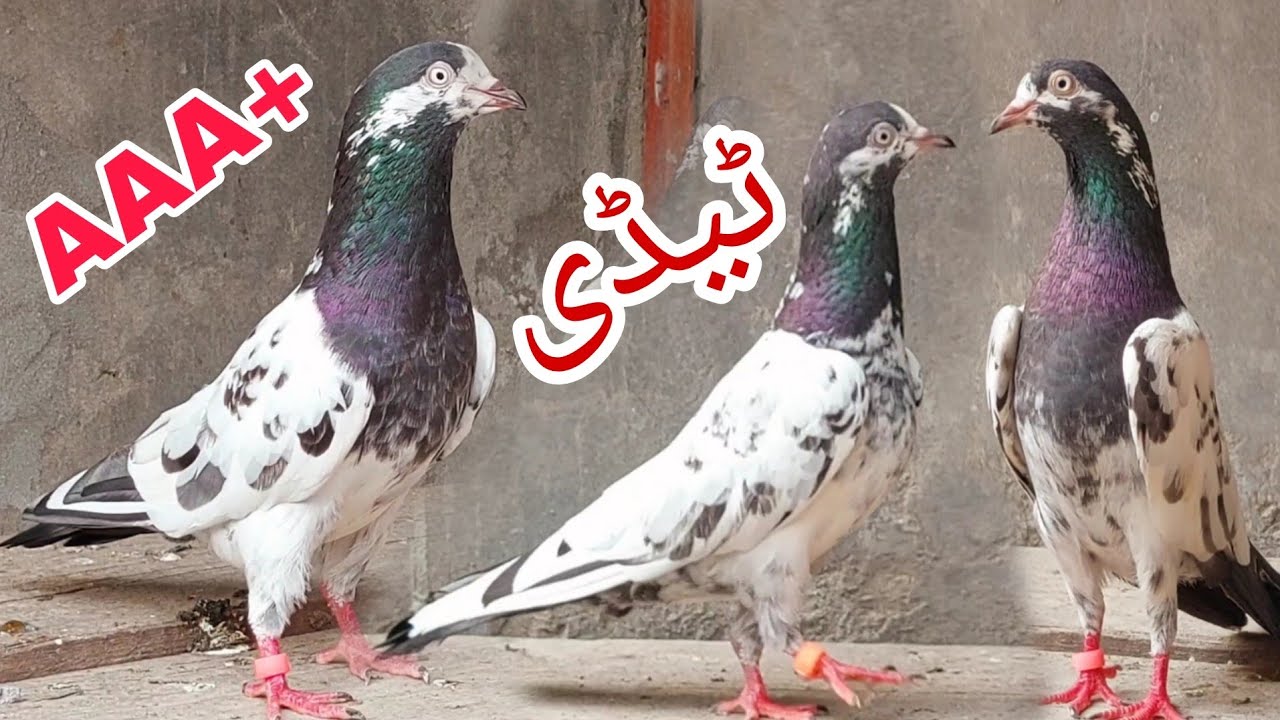 Pure Ustad Sakhi Bhatti Waly Teddy Kabootar || 03234639084 || Jani Jutt Pigeons.