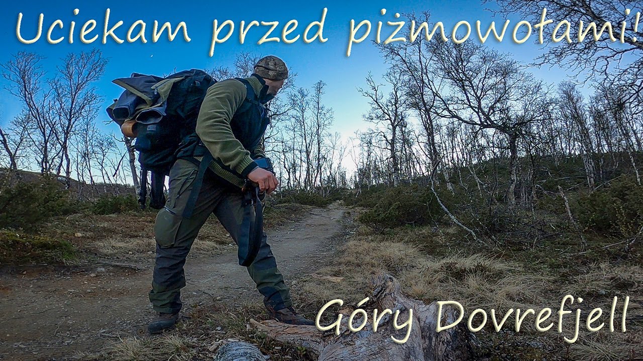 Uciekam przed piżmowołami! Góry Dovrefjell.