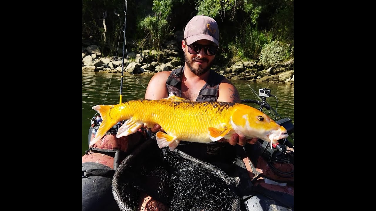 Pesca: 💥Jackpot💥 -👑Golden Barbel👑- O peixe de uma vida - Savage Gear Mayfly