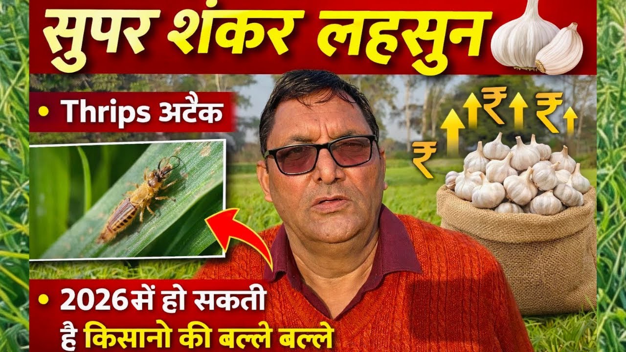 Super Shankar Lahsun🧄|Thrips अटैक |2026 में Profit के संकेत।