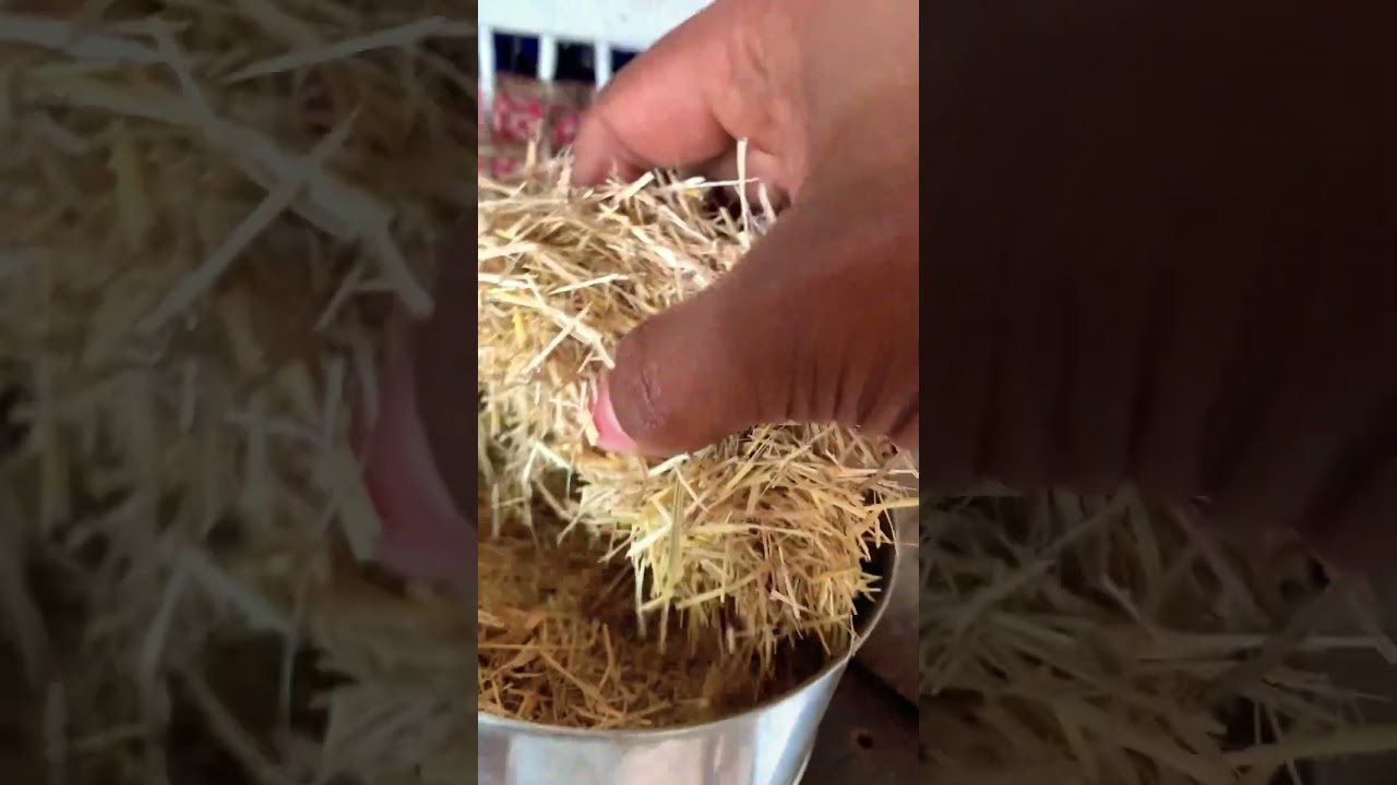 Best nesting material for cockatiel  🦜 🦜#shortsvideo #birds #fancybirdslover #pigeon #cockatiel