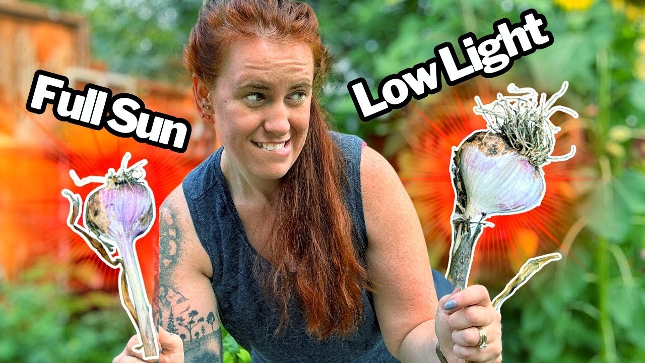 Garlic Experiment: What Makes the Biggest Bulbs?