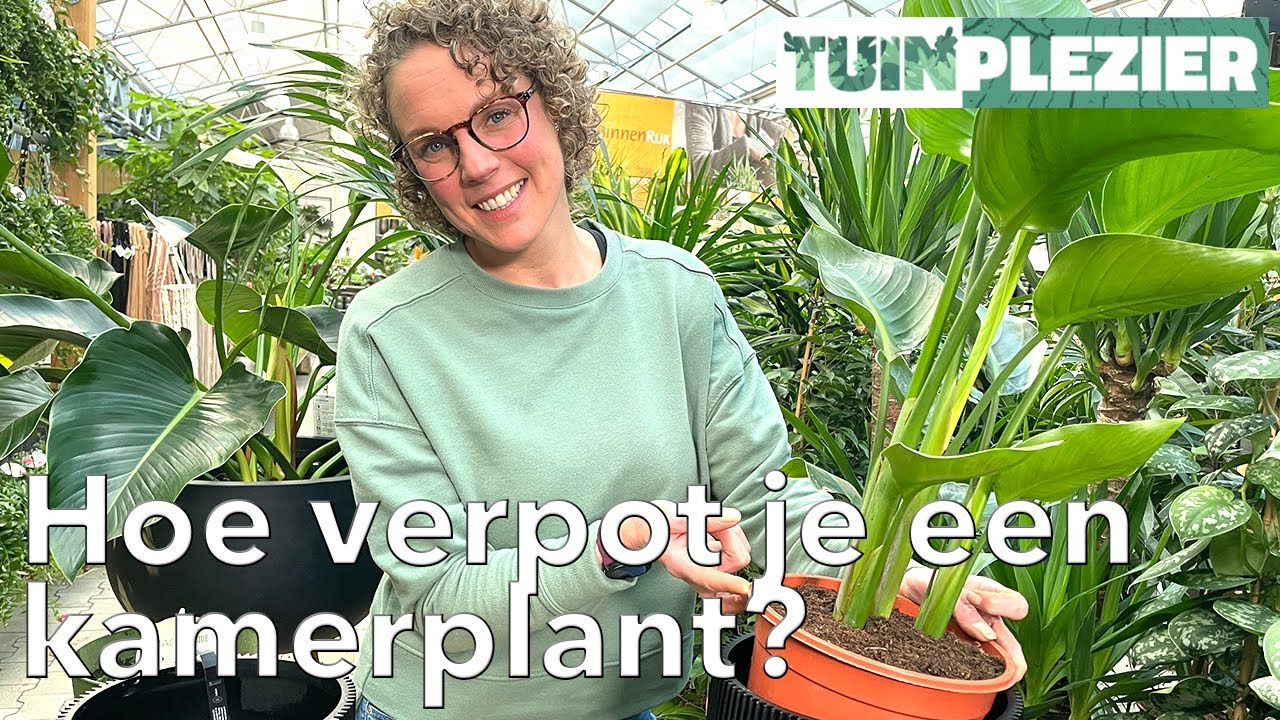 Hoe verpot je een kamerplant? | TUINPLEZIER