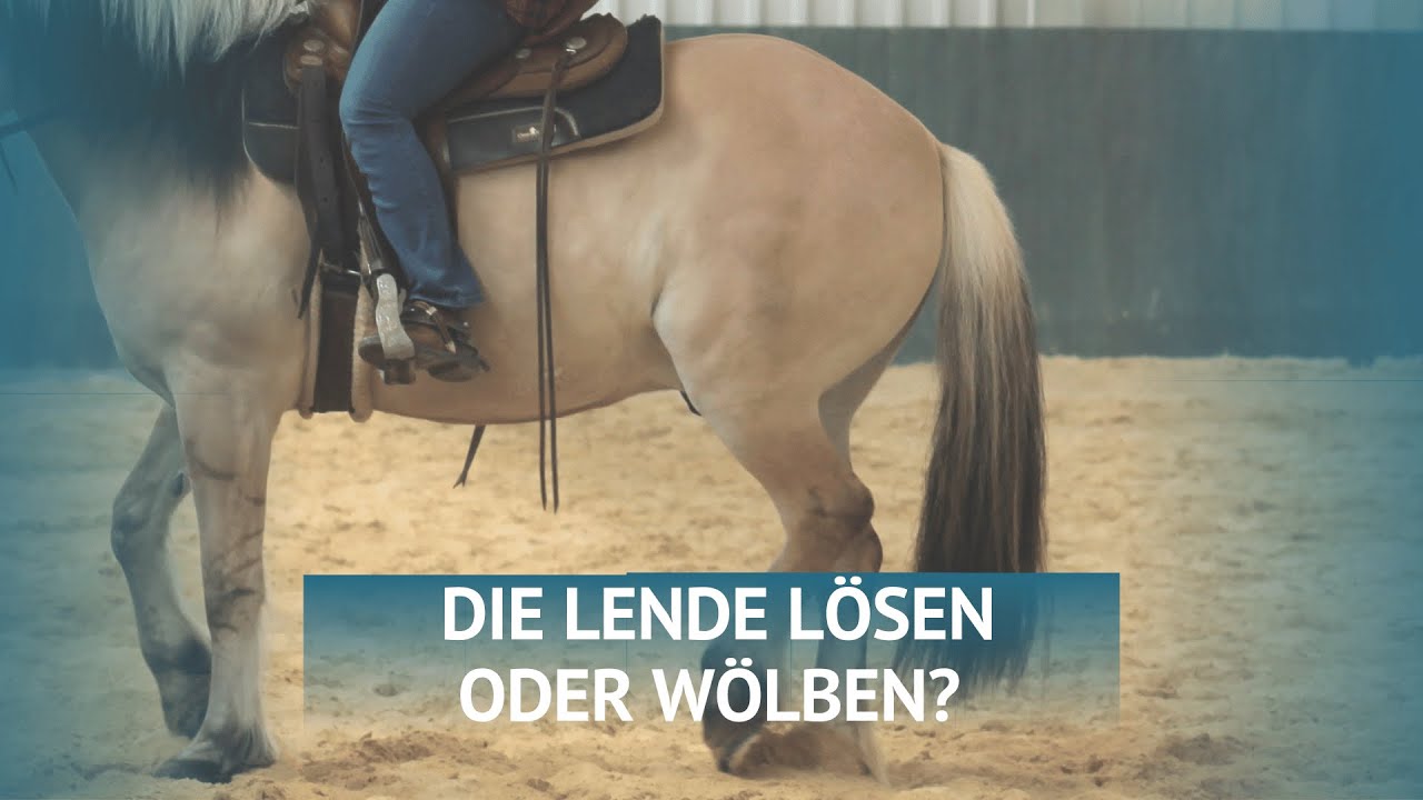 Sollten wir die Lende des Pferdes lösen oder wölben?