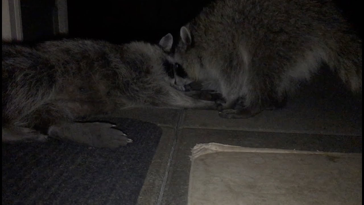 Gracie Raccoon - Part 31 Babysitting