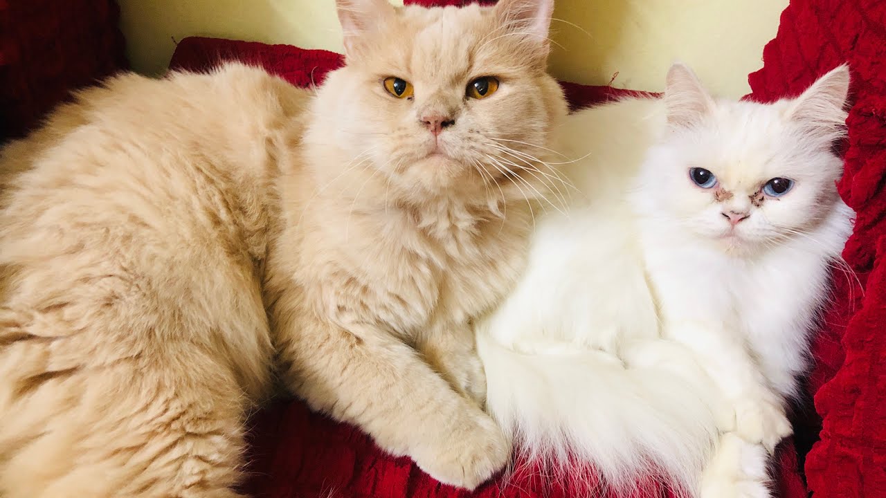 বিড়াল ভালোবাসা মানুষের জন্য🥰 #catvideos #cuteanimal #catblogger #catlifeseries #catlife #catwash 