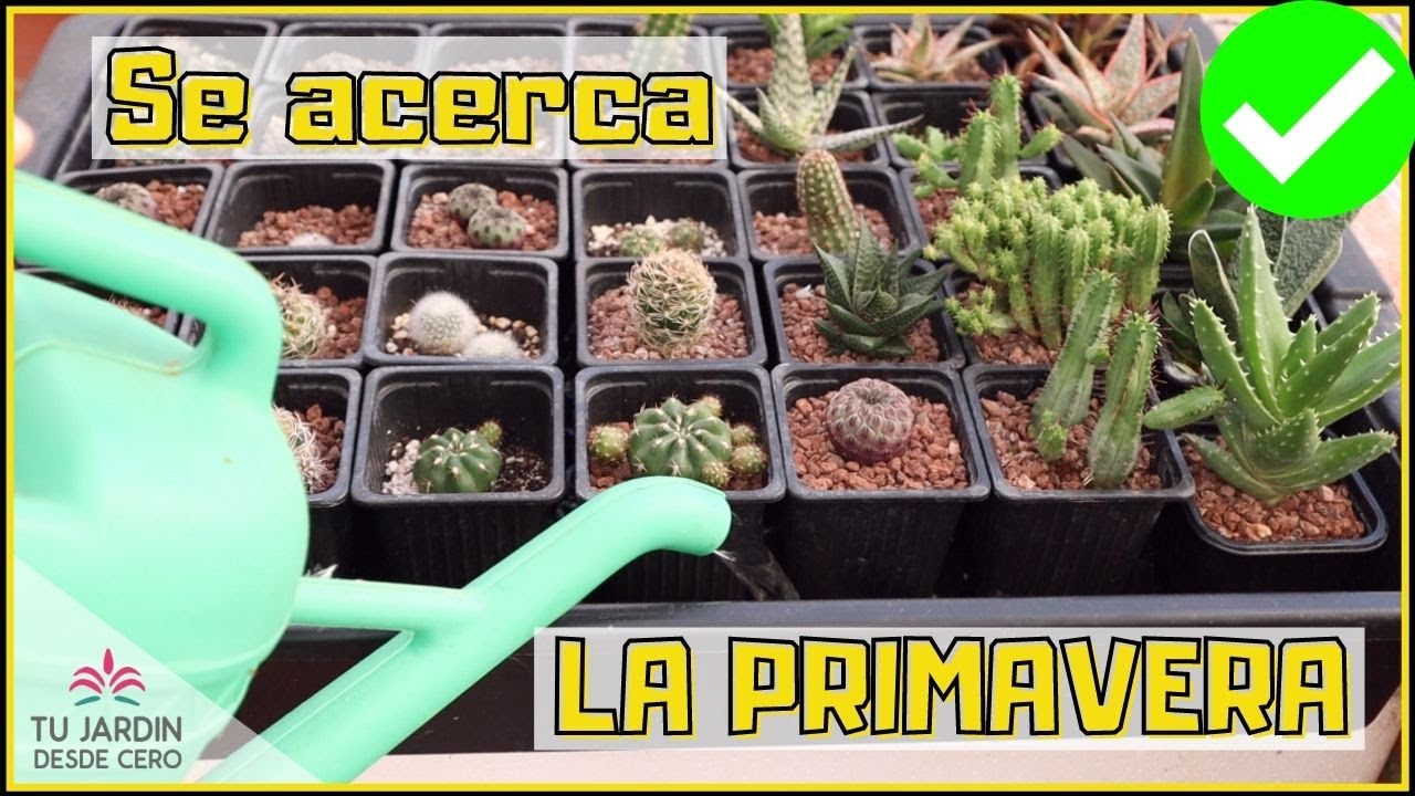 🌞 Preparando a los Cactus y otras Suculentas para la Primavera 🌵 [A Finales de Invierno]