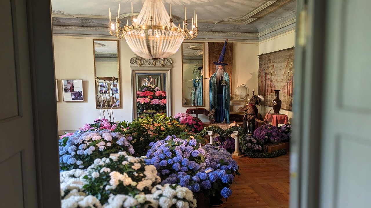 Hortensienblüten in Zuschendorf