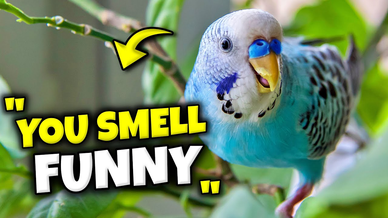 What Your Bird REALLY Thinks of You 👀